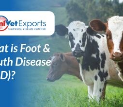 What is Foot & Mouth Disease (FMD)?